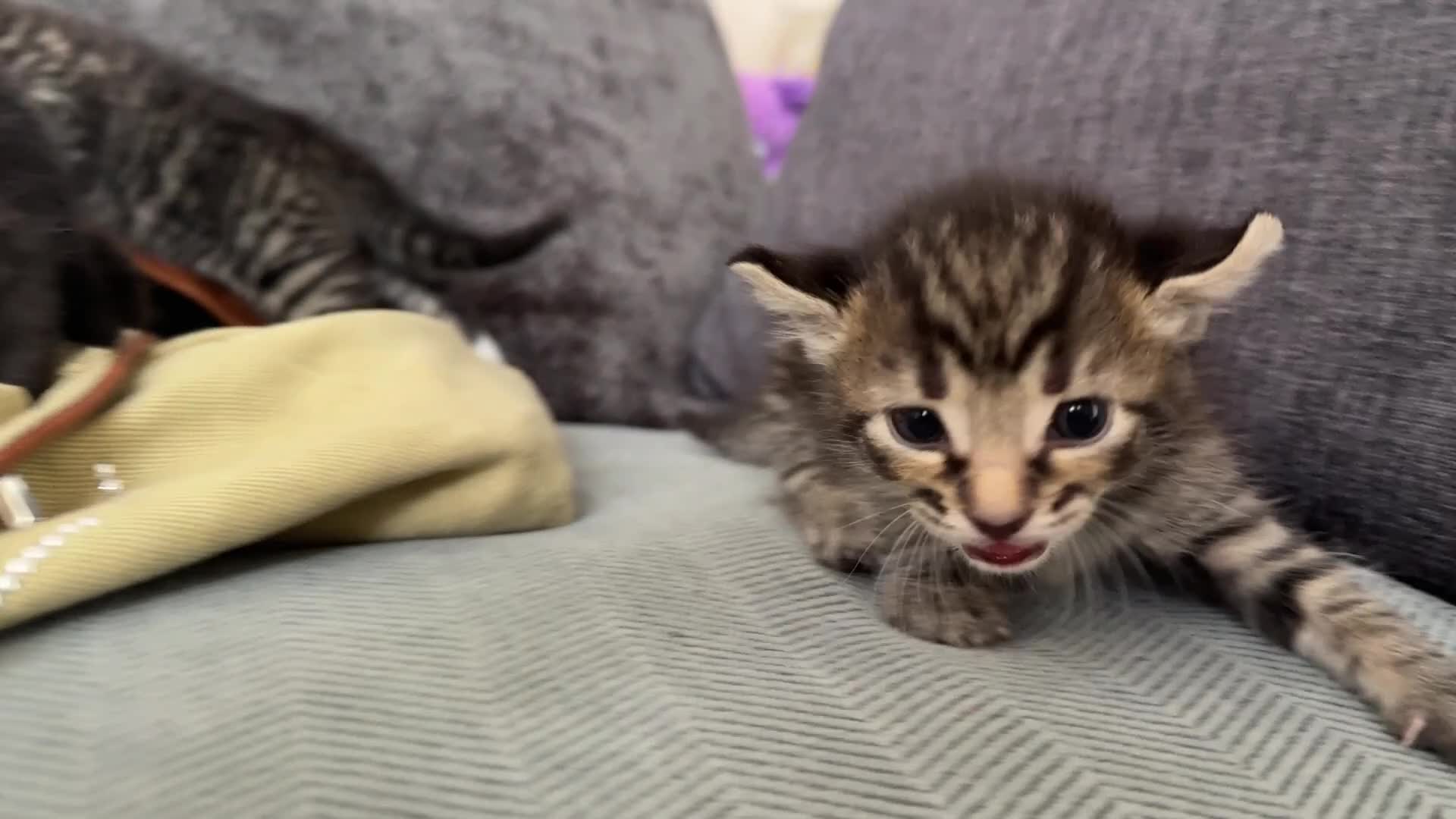 American Curl cats for sale: American curl - Video 1