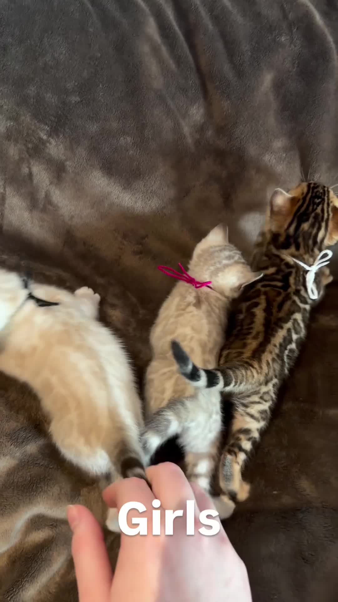 Bengal cats for sale: Beautiful Snow Bengals  - Video 1