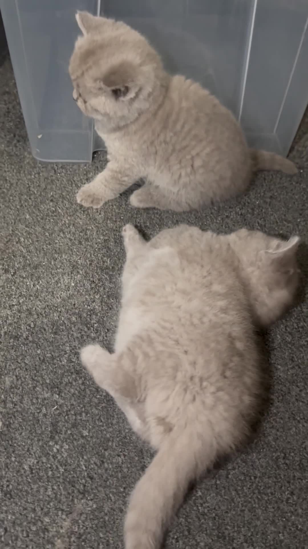 British Shorthair cats for sale: British shorthair lilac and blue - Video 1