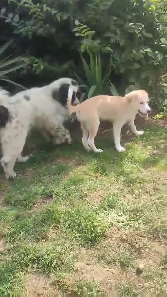 Mixed Breed dogs for adoption: Amazing Merry for adoption  - Video 3
