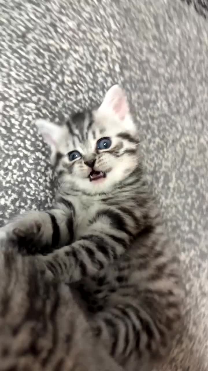 British Shorthair cats for sale: 4 beautiful tabby british shorthair kittens - Video 4