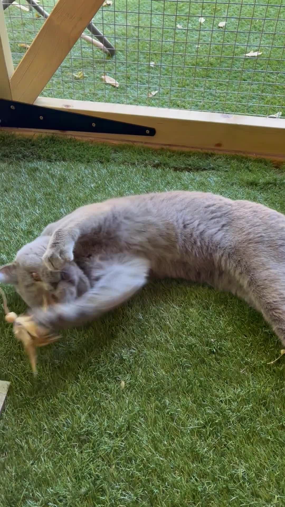 British Shorthair cats for stud: Champion British Blue Import for Stud  in Bournemouth - Video 1