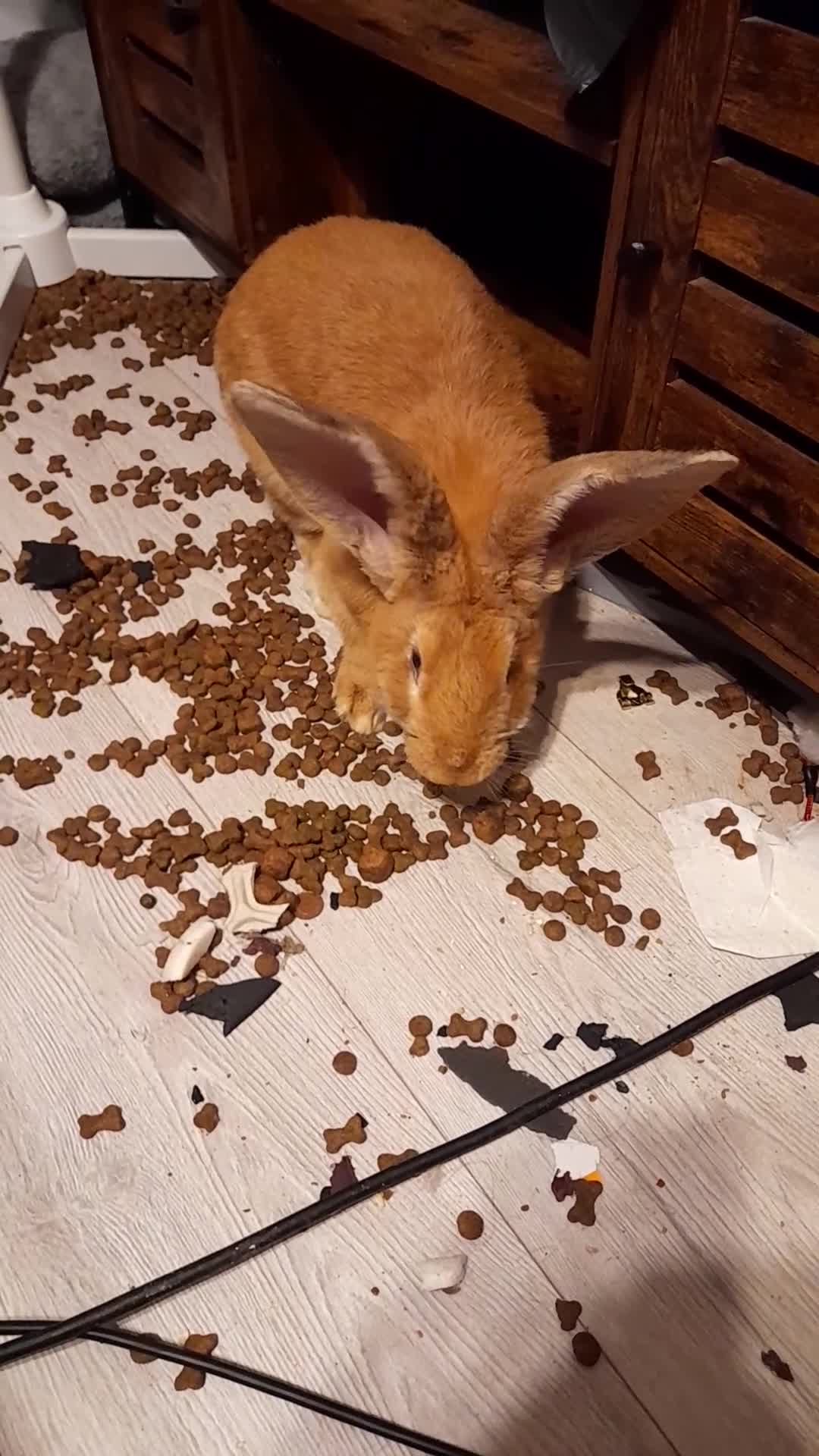 Continental Giant rabbits for sale: Continental rabbit     - Video 3