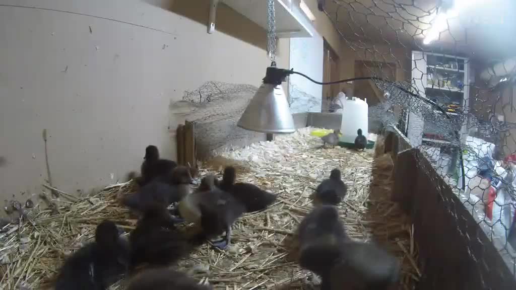 Ducks poultry for sale: Domestic wild muscovy ducklings  - Video 1