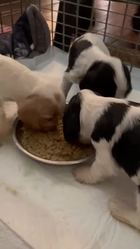 Cocker Spaniel dogs for sale: Cocker Spaniel (show type) puppies  - Video 1