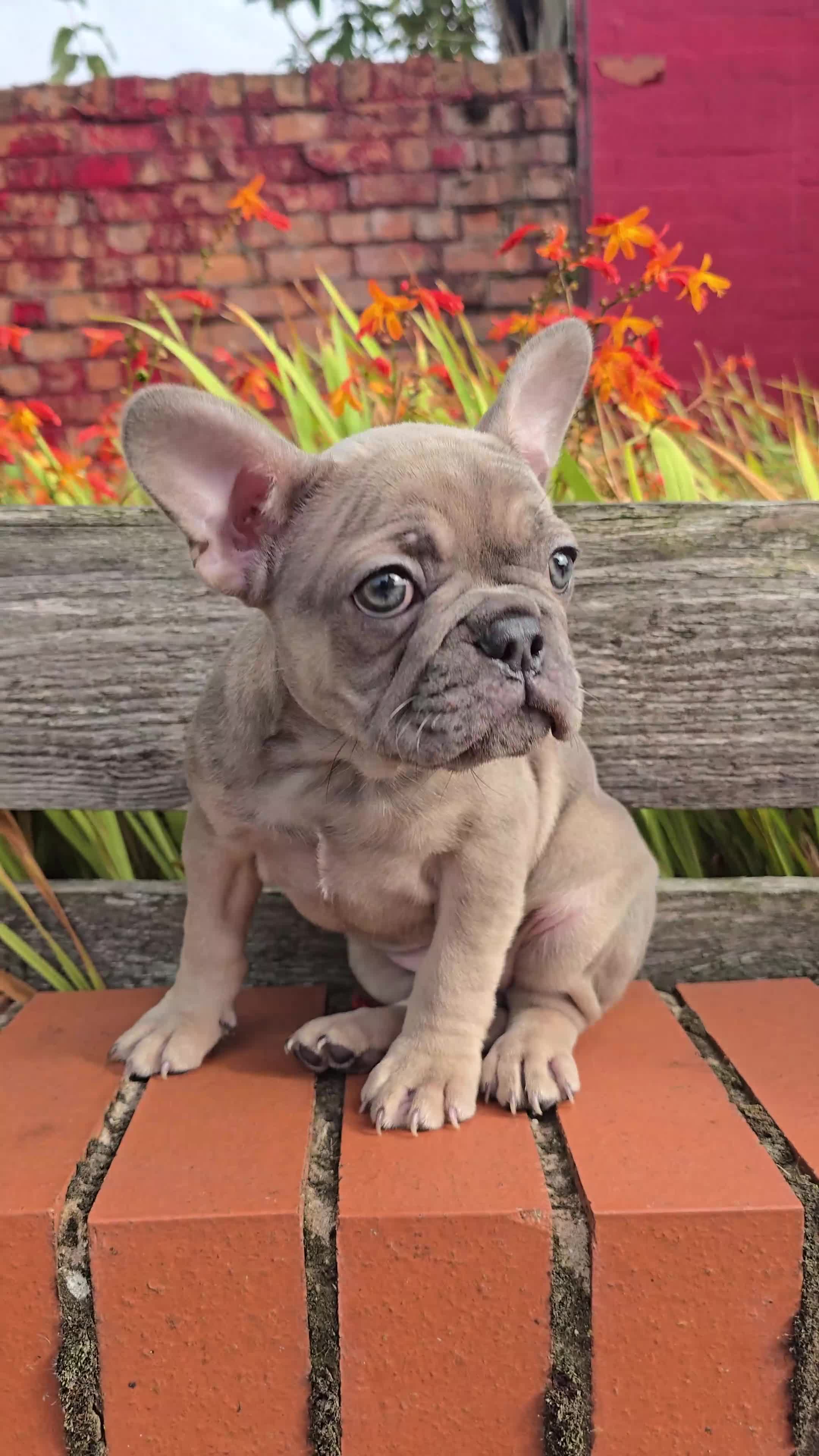 French Bulldog dogs for sale: Elsa Girl - Video 2