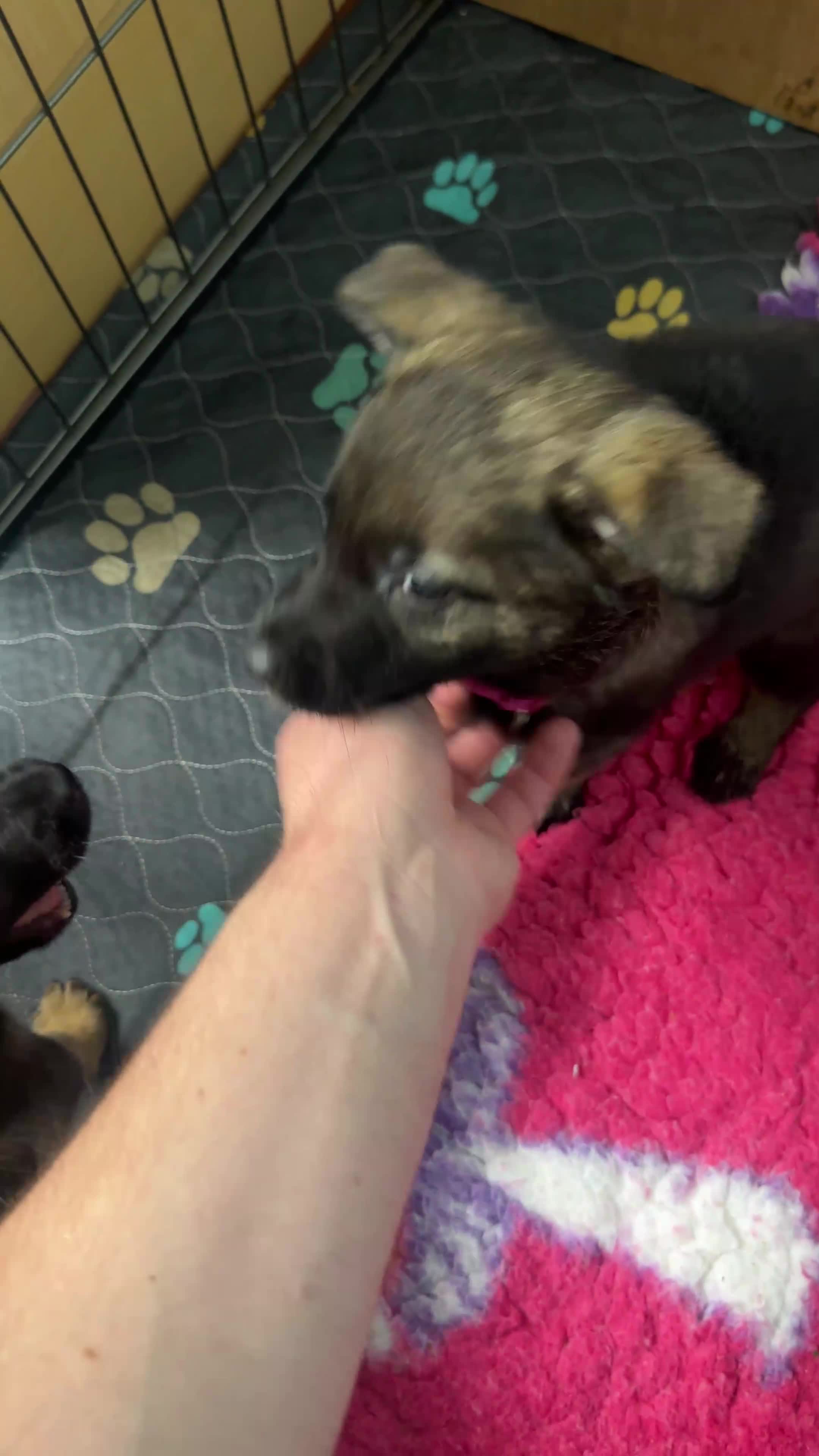 Mixed Breed dogs for sale: GSP x5 Available 27th Feb.  - Video 5