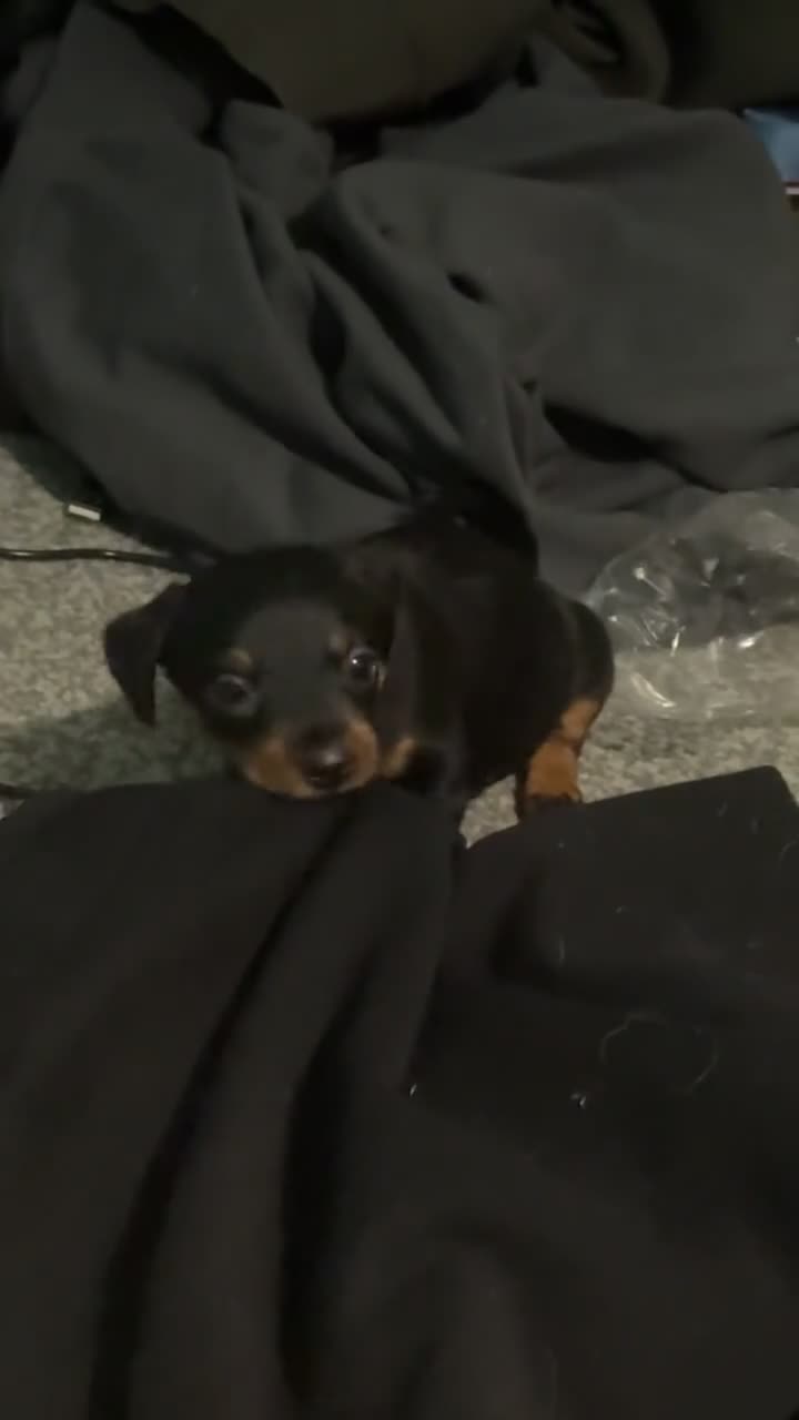 Dachshund dogs for sale: Dachshund  in London - Video 4