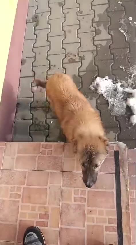 Mixed Breed dogs for adoption: 🐾CHARLIE & RUDY – a Bonded PAIR for a Loving HOME - Video 3