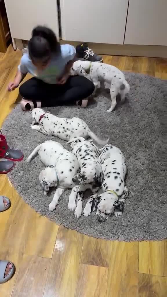 Dalmatian dogs for sale: Dalmation puppies for sale  - Video 2