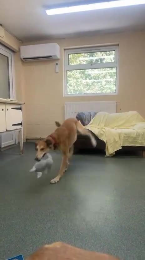 Saluki dogs for adoption: Falkor - Video 1