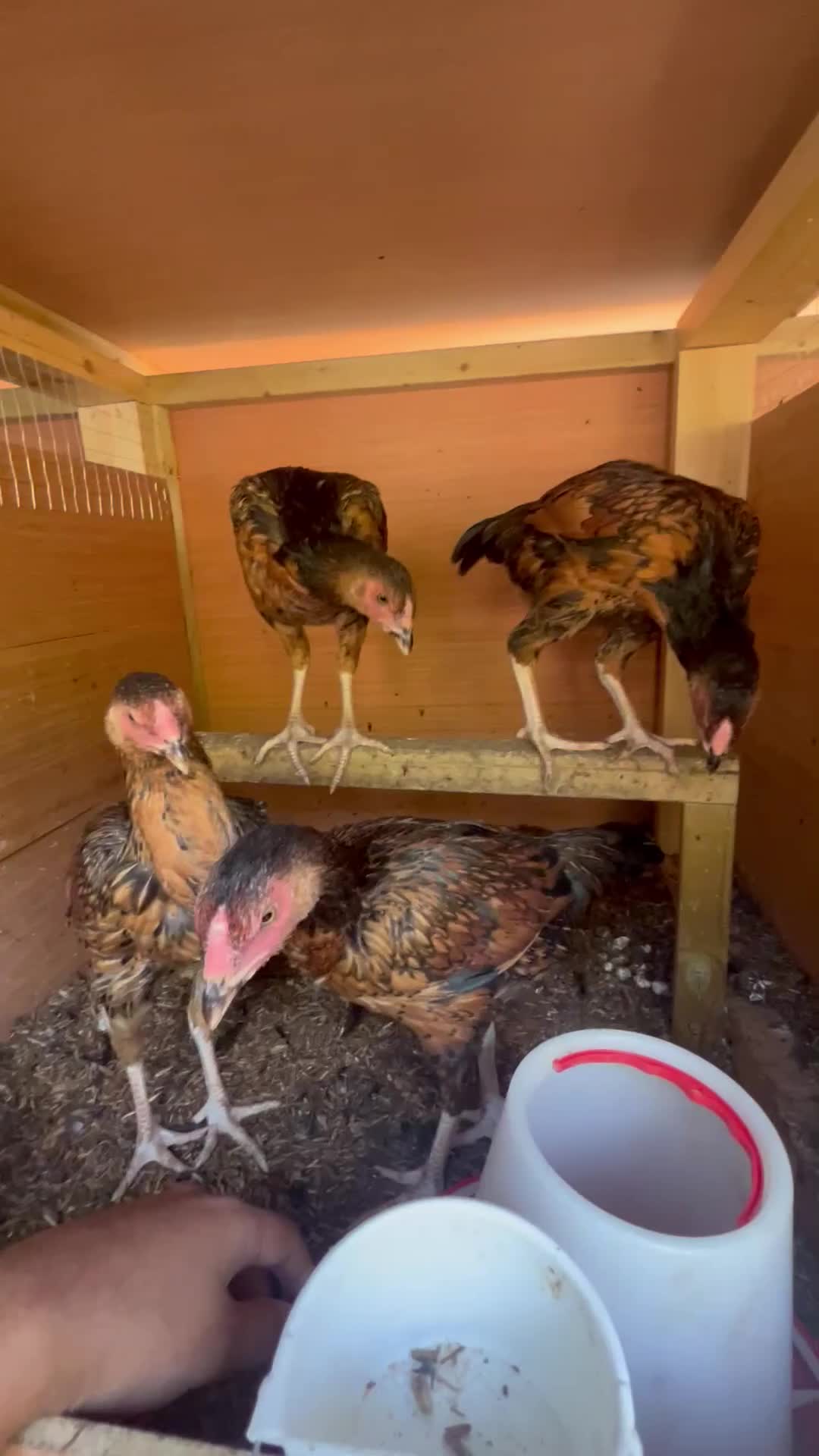 Chickens poultry for sale: 8 Aseel chickens for sale - Video 2
