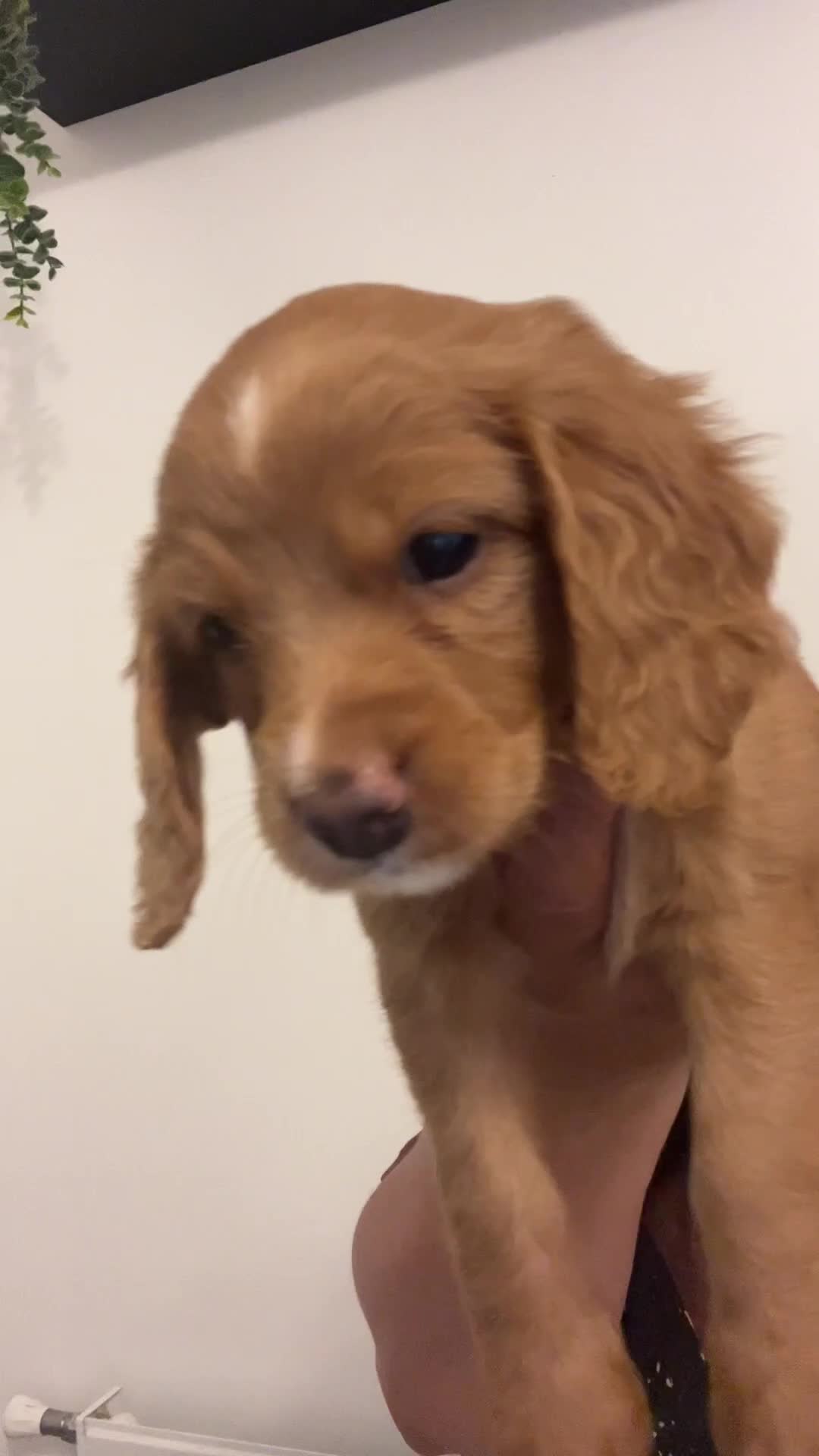 Cockapoo dogs for sale: Beautiful Multigen Cockapoo Puppies 🐶 - Video 1