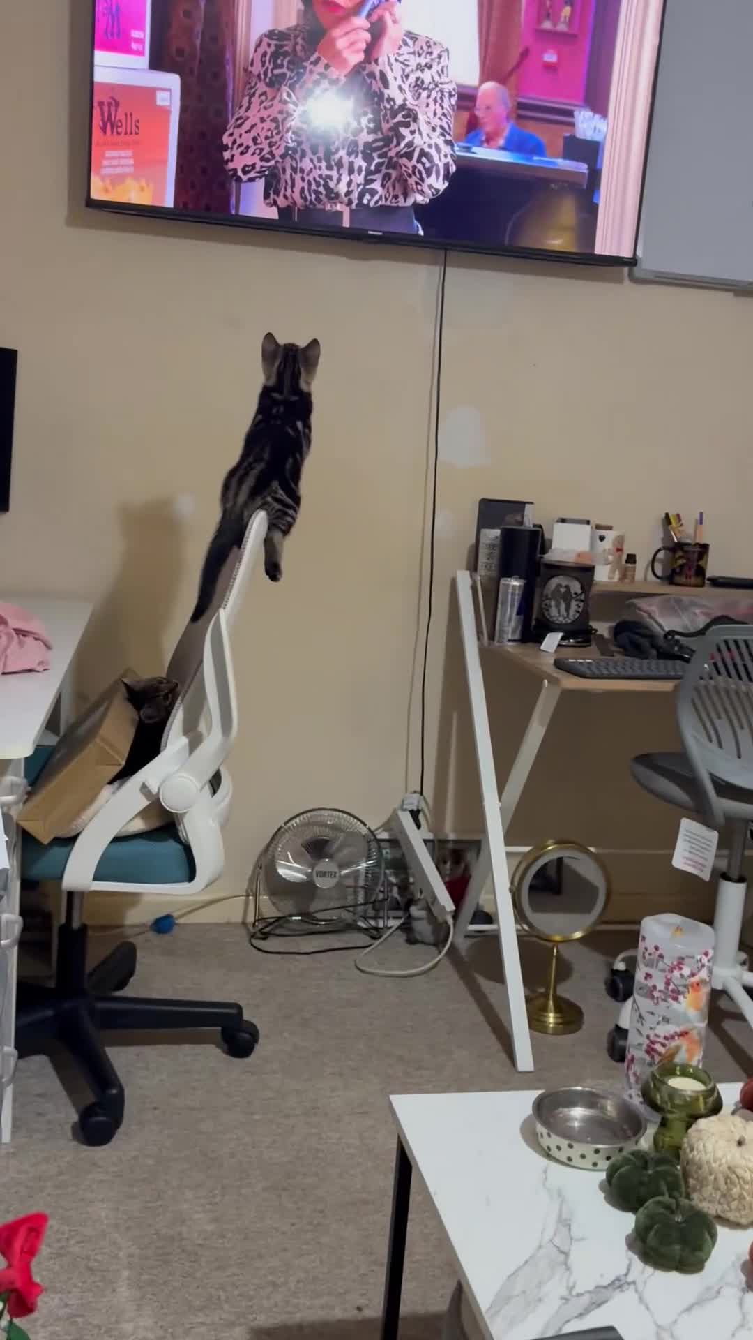 Domestic Shorthair cats for sale: Tabby x domestic short hair  - Video 1
