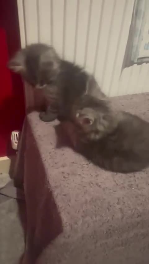 Maine Coon cats for sale: Ready Now Maine Coon kittens - Video 1