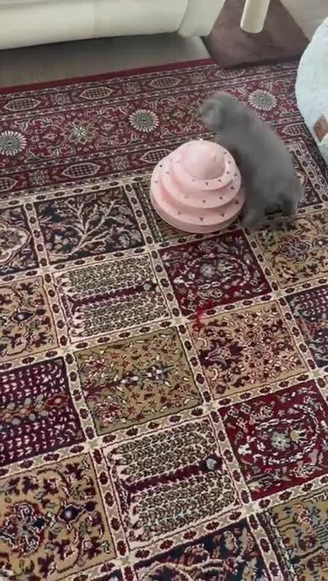 British Shorthair cats for sale: BSH/Scottish male - Video 1