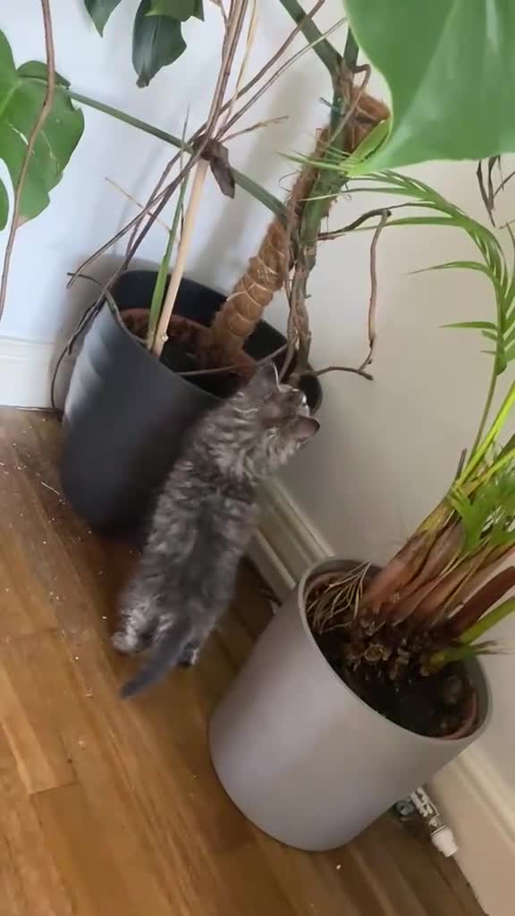 Mixed Breed cats for sale: Adorable Persian-X kittens for sale  - Video 2