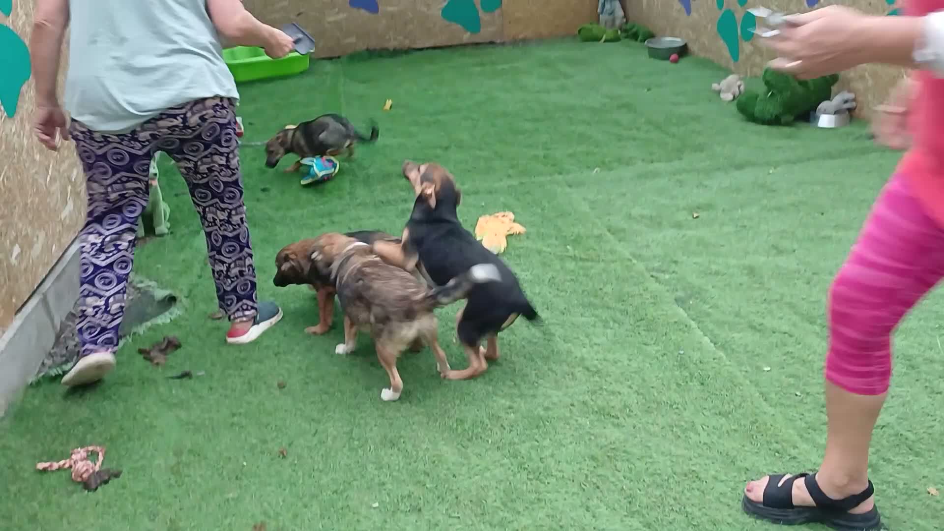 Mixed Breed dogs for adoption: 🐻LITTLE BEAR – A HANDSOME BOY FOR A LOVING HOME🐾 - Video 1