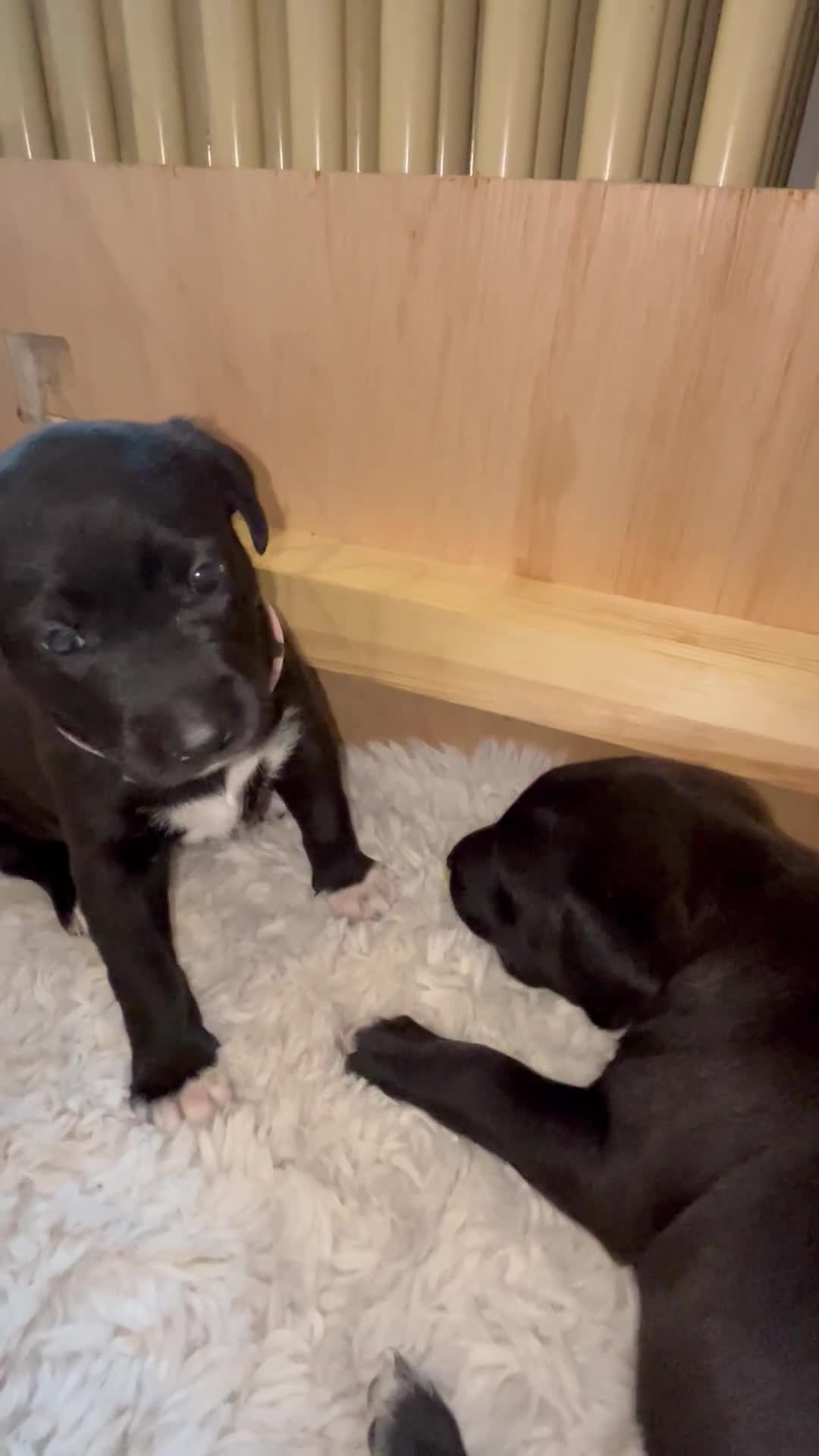 Mixed Breed dogs for sale: Rhodesian Ridgeback X Canaan Dog Puppies  - Video 2