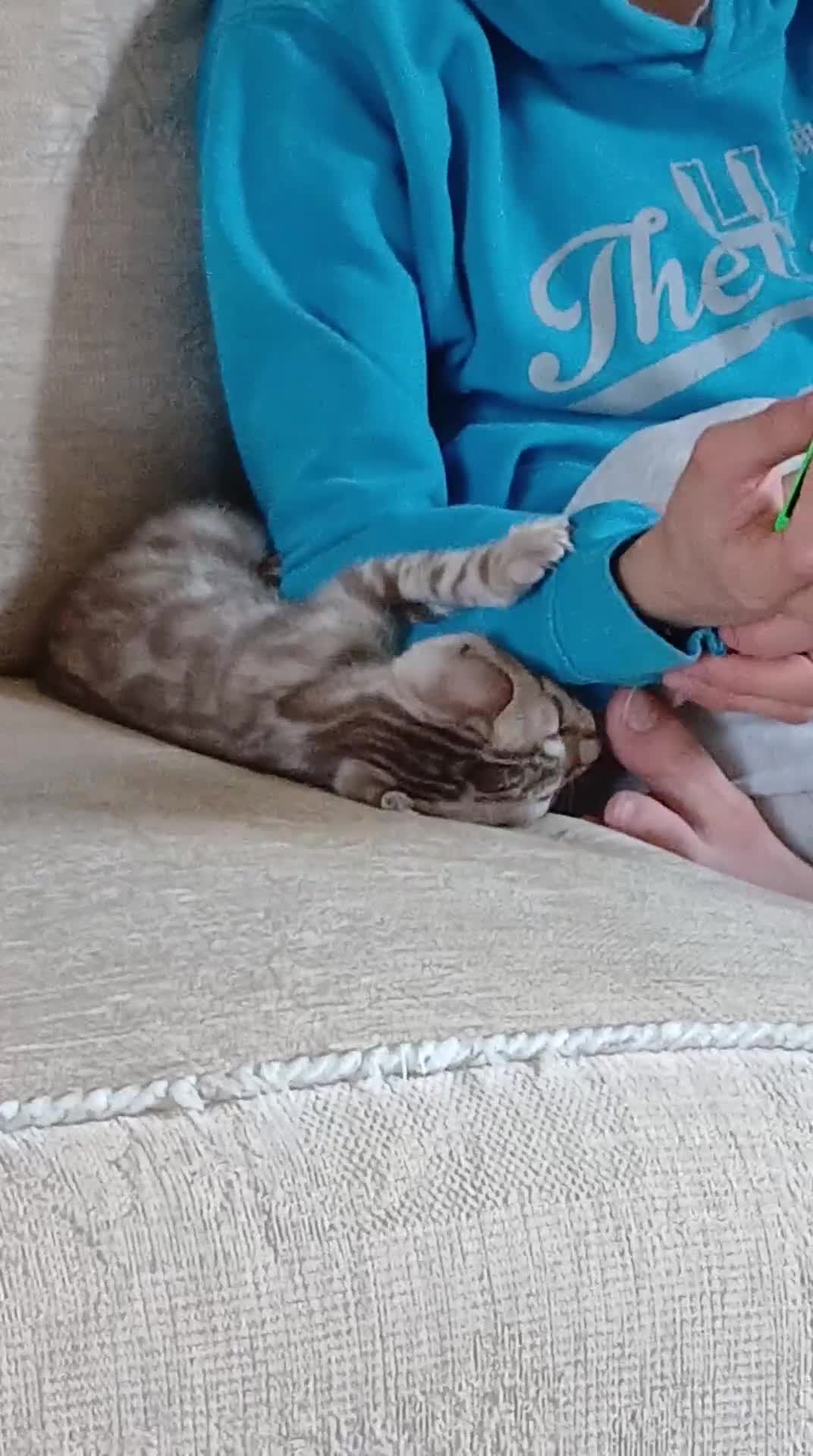 Bengal cats for sale: Family raised TICA Bengal kittens - Video 1