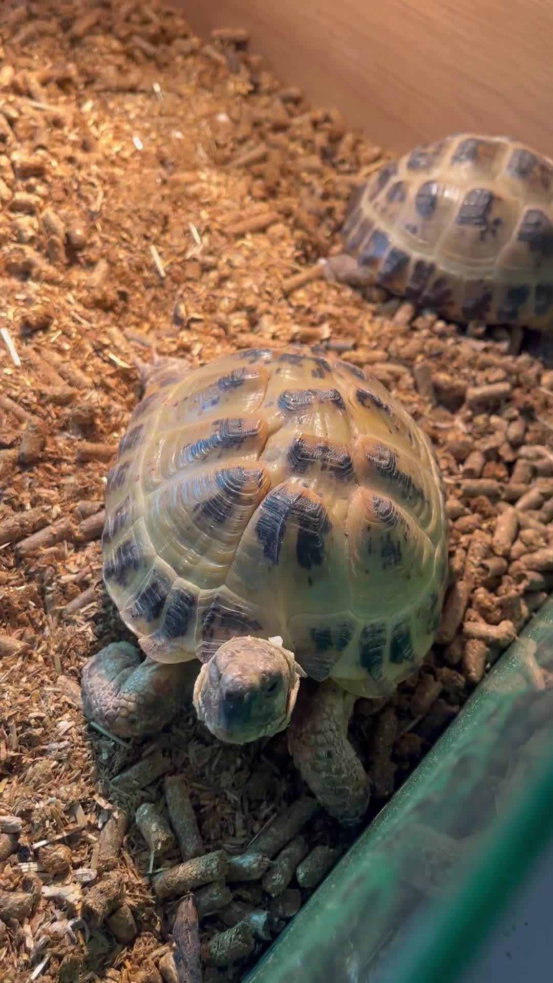 Hermann Tortoise reptiles for sale: Pair of female Horsefield (Russian)And cage  - Video 1