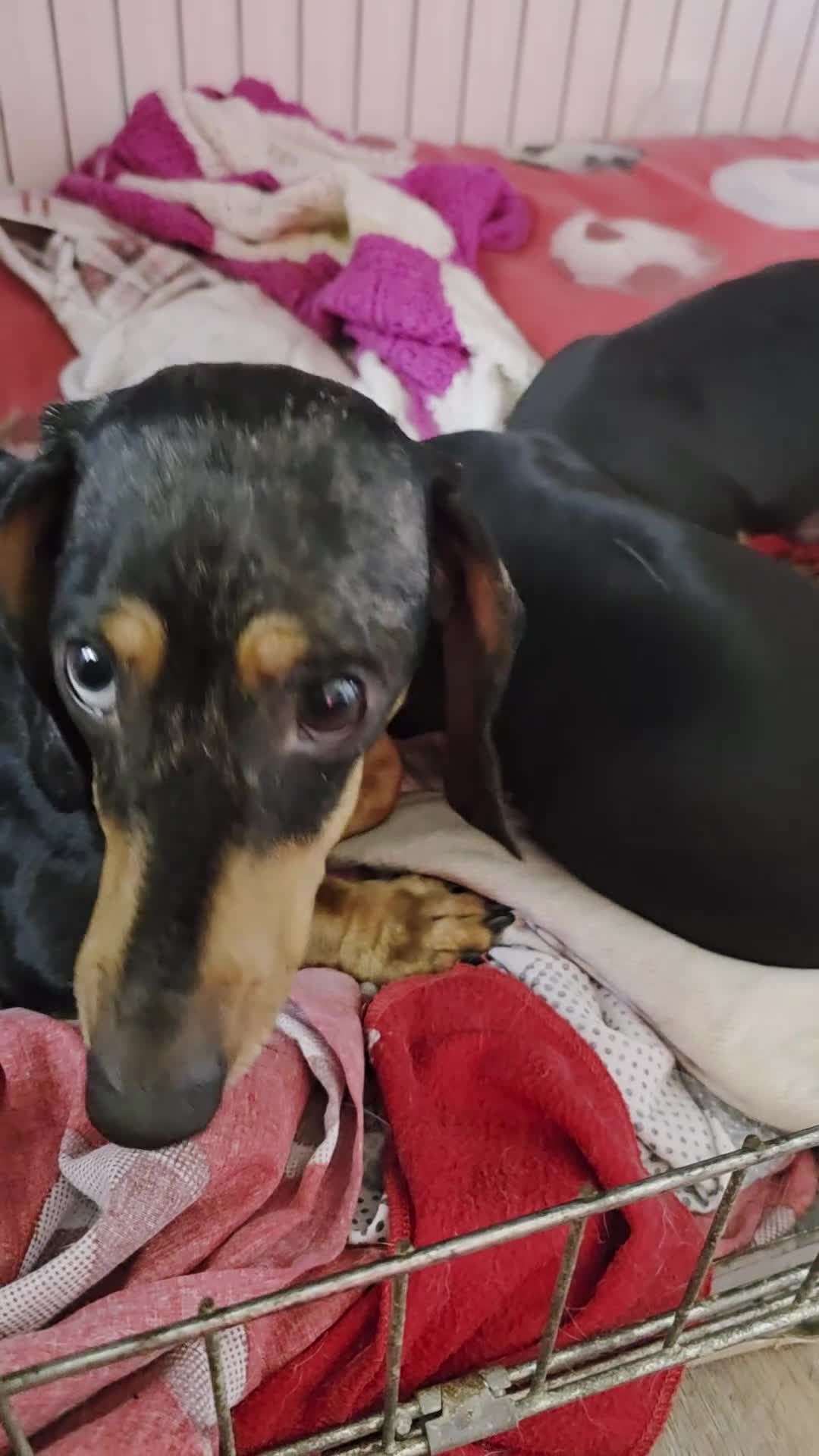 Miniature Dachshund dogs for sale: BLACK/TAN Adorable dachshund puppies for sale😍 - Video 2