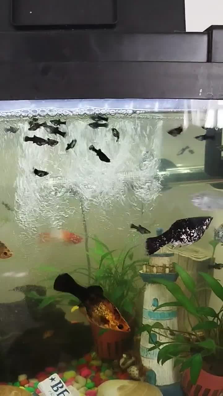 Mollies fish for sale: Mollie fish for sale ! in Southampton - Video 1