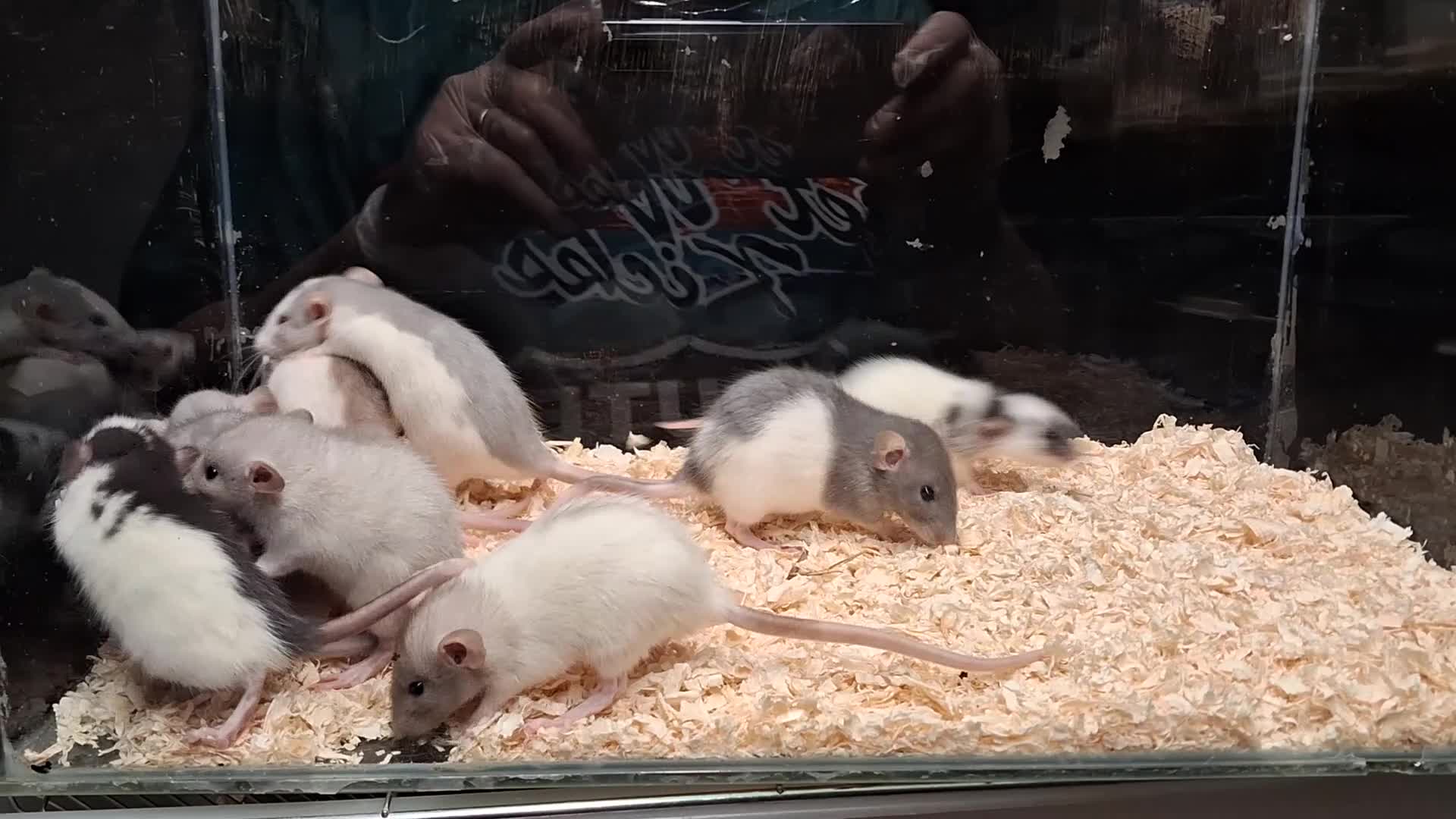 Rat rodents for sale: Baby Dumbo rats, natural, Rex , Nakeds - Video 4