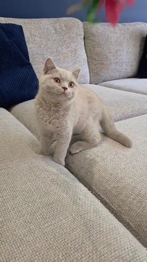 British Shorthair cats for sale: British Shorthair Kittens Teddy Bear chunky Teddys - Video 3