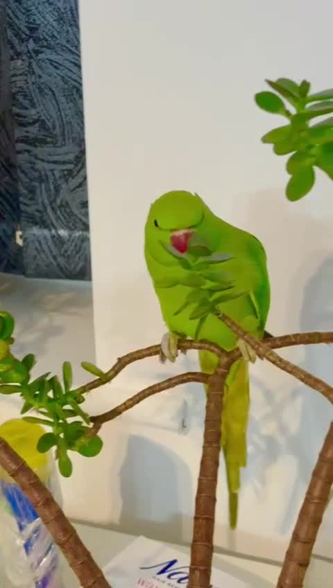 Parrots birds for sale: Selling beautiful Indian ring neck parrots. - Video 1