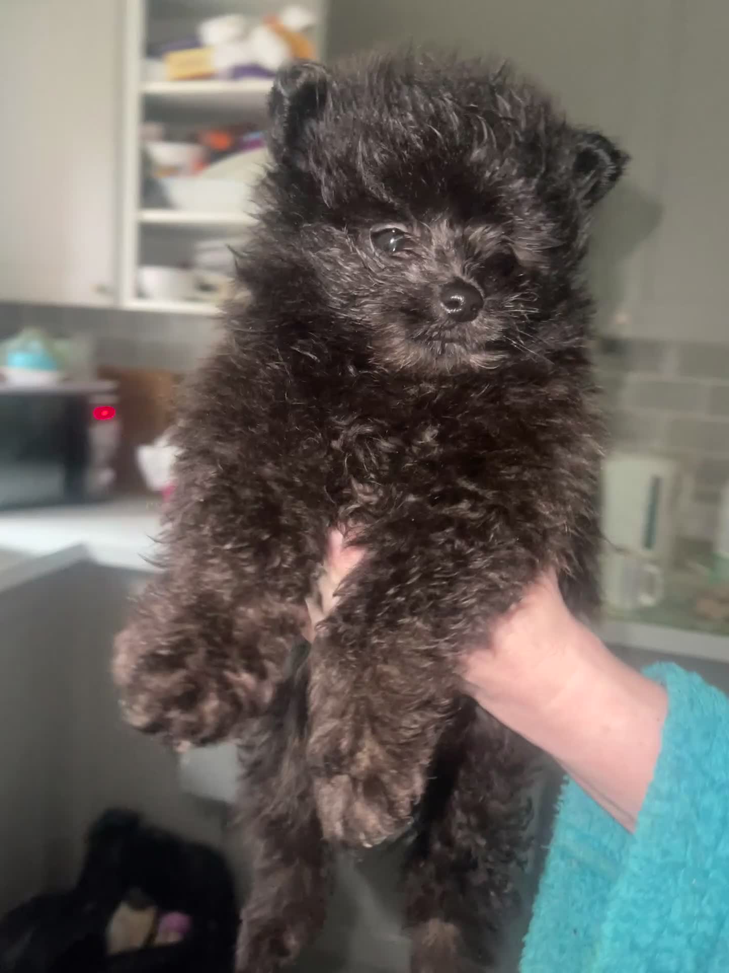 Mixed Breed dogs for sale: Adorable puppies for sale  - Video 3