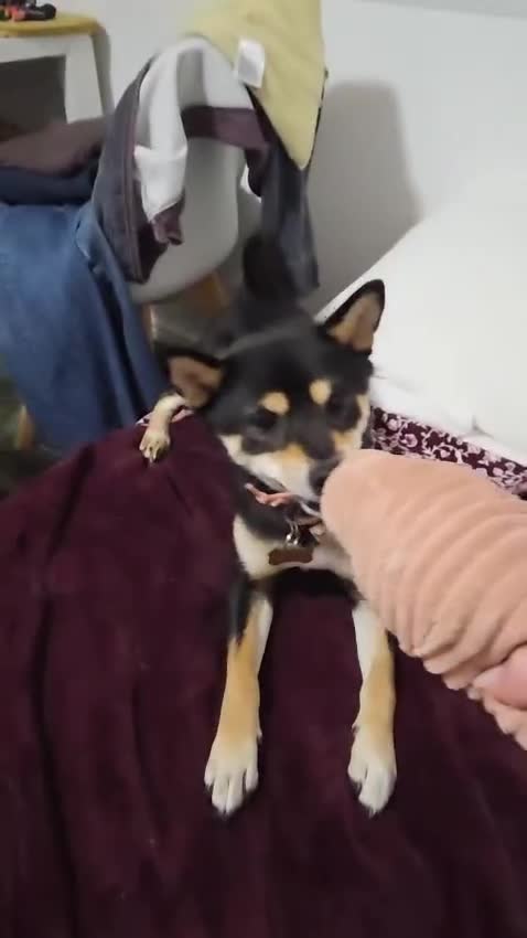 Japanese Shiba Inu dogs for sale: 🐾 Loving Home Wanted for Sushi 🐾 in Gloucester - Video 1