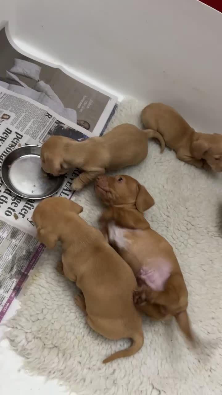 Miniature Dachshund dogs for sale: Cream Dapples & Red Dapples KC registered  - Video 1