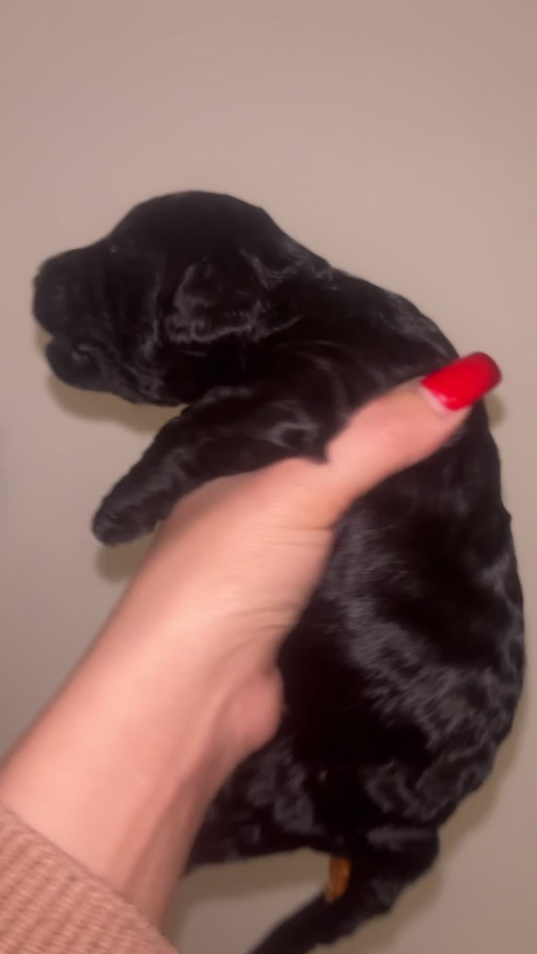 Cockapoo dogs for sale: Cockapoos puppies for sale *ready 19th feb* - Video 4