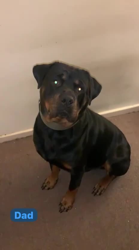 Rottweiler dogs for sale: Rottweiler puppies due (12/11/25) - Video 2