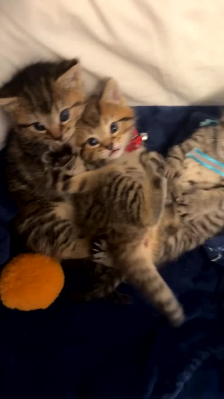 Mixed Breed cats for sale: 3 female kittens  - Video 1