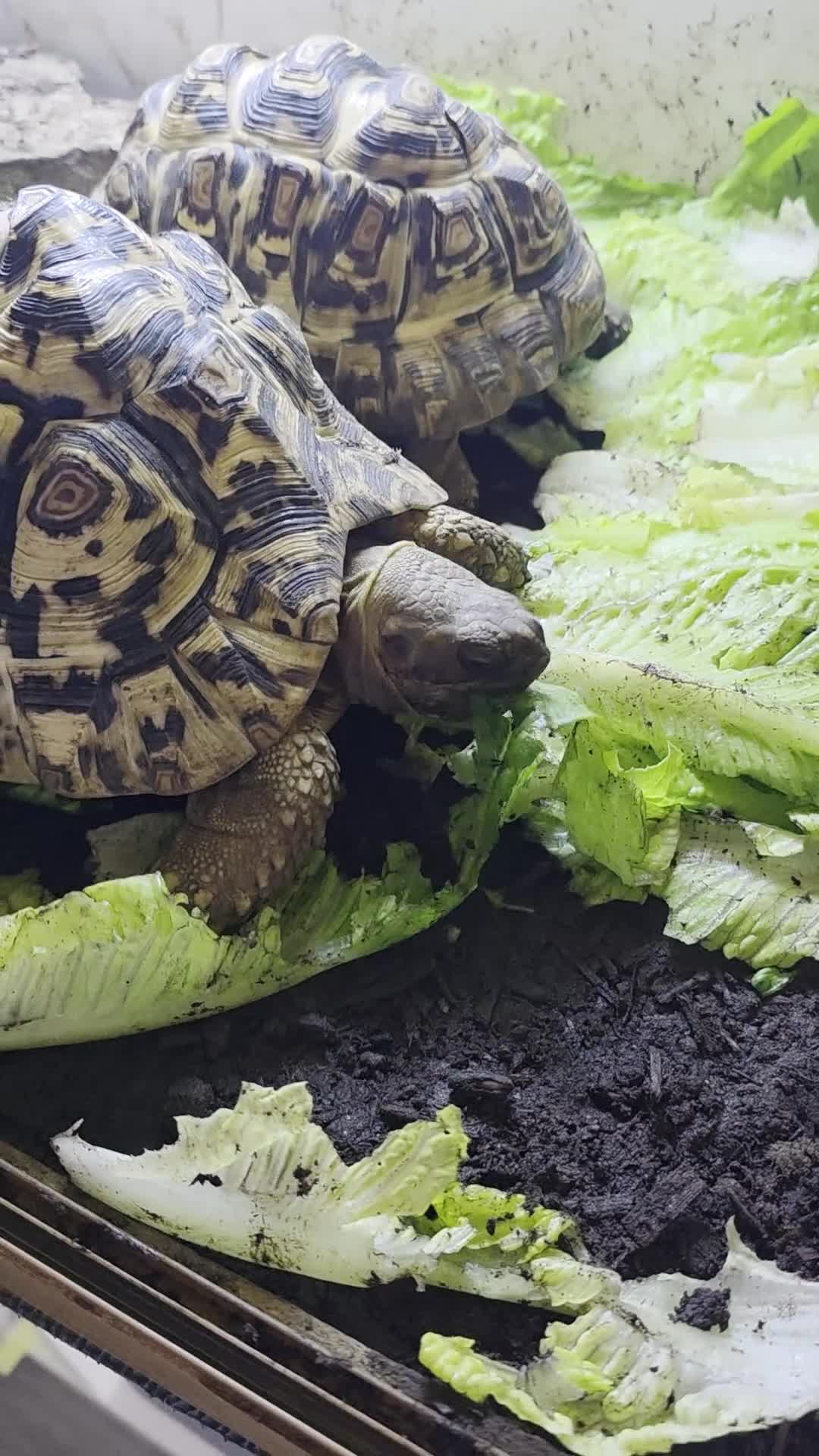 Tortoise reptiles for sale: 2x leapord tortoises  - Video 1