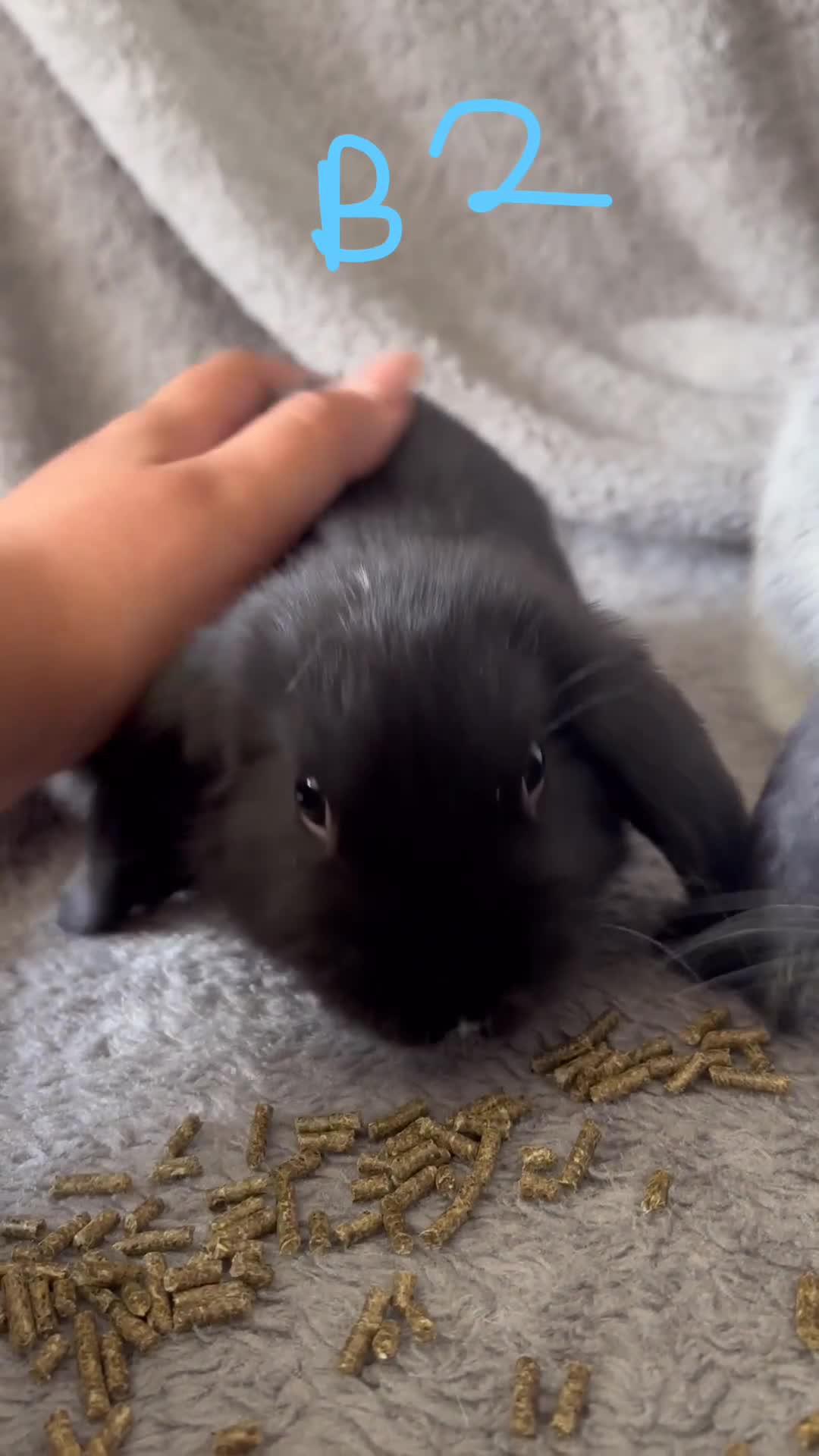 Mini Lop rabbits for sale: 6 Beautiful mini lops available now🐰 - Video 4
