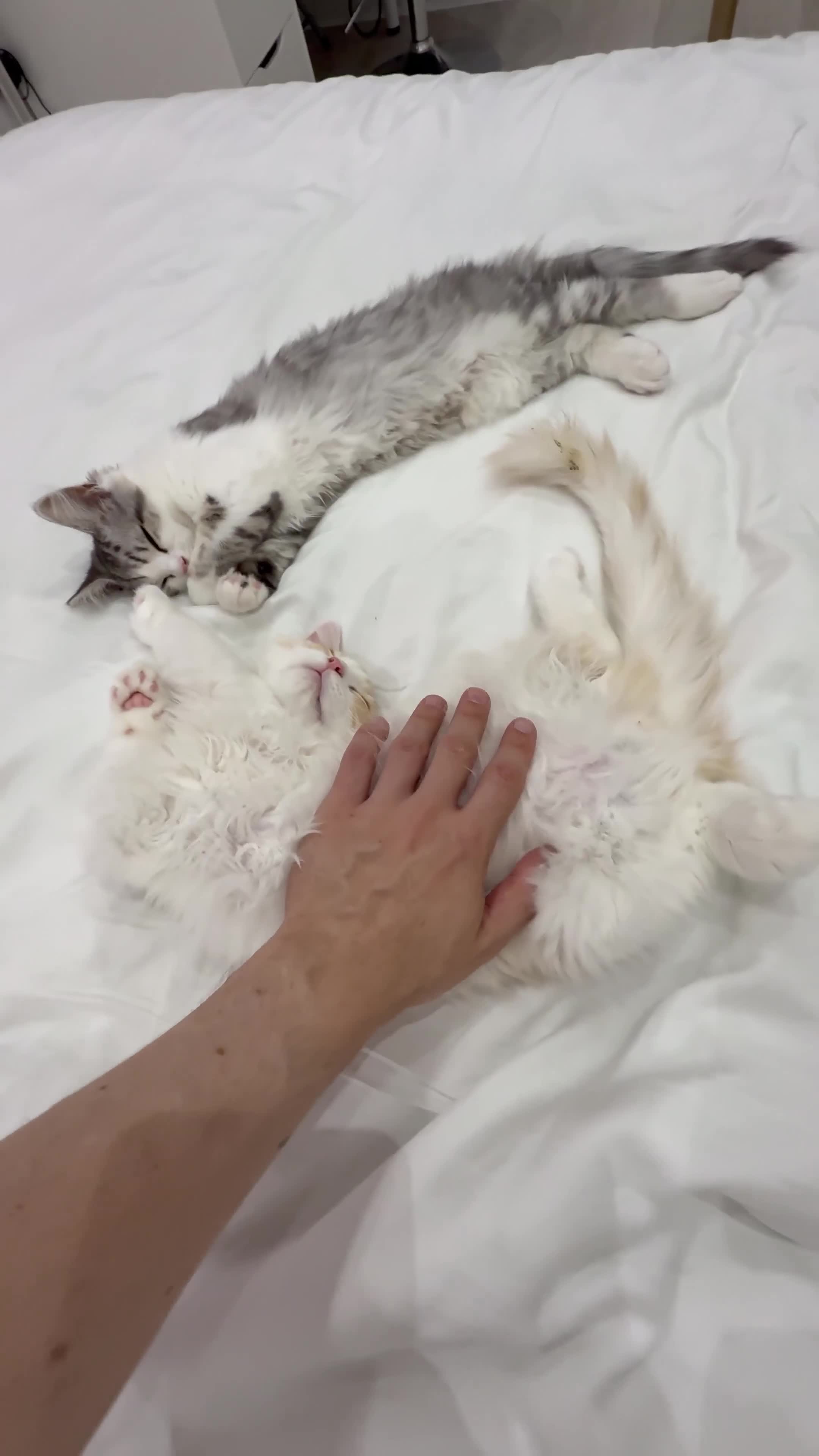 Munchkin cats for sale: Pedigree TICA Munchkin Kittens – Short Legs 🐈 - Video 2