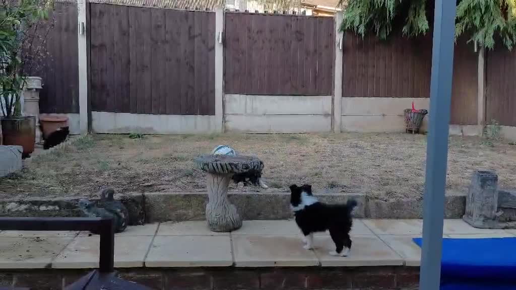 Shetland Sheepdog dogs for sale: Beautiful Tri girl puppies available from 19th Aug in Nottingham - Video 1