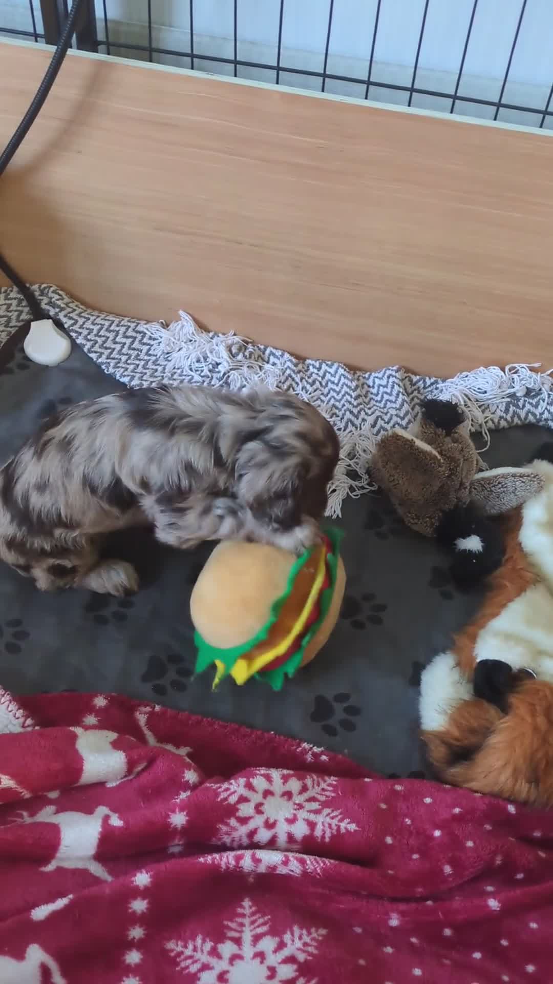 Cockapoo dogs for sale: STUNNING F1 COCKAPOO PUPPIES 2 FEMALES LEFT - Video 3