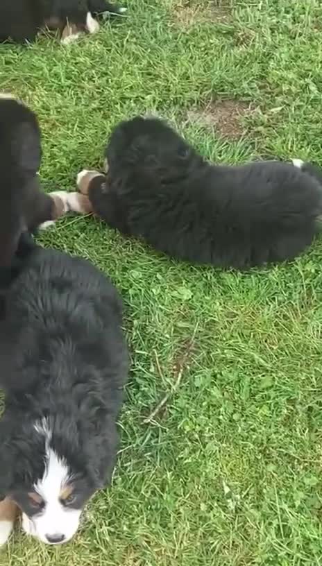 Bernese Mountain Dog dogs for sale: Bernese Mountain Dog puppies - Video 2