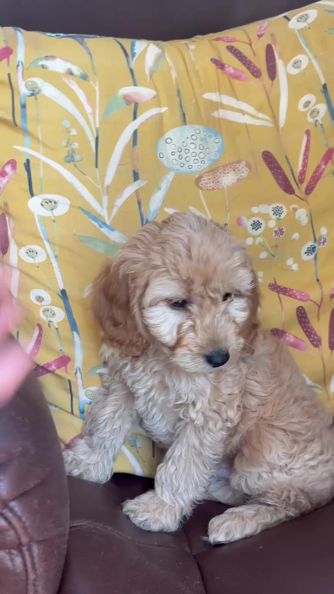 Cockapoo dogs for sale: Gorgeous litter of cockapoo puppies for sale  - Video 3