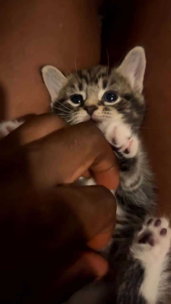 Mixed Breed cats for sale: 4 Beautiful Male Tabby Kittens - Video 2