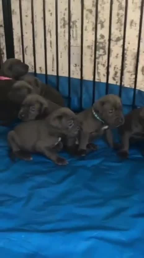 Cane Corso dogs for sale: Pure Blue Cane Corso puppies for sale - Video 4