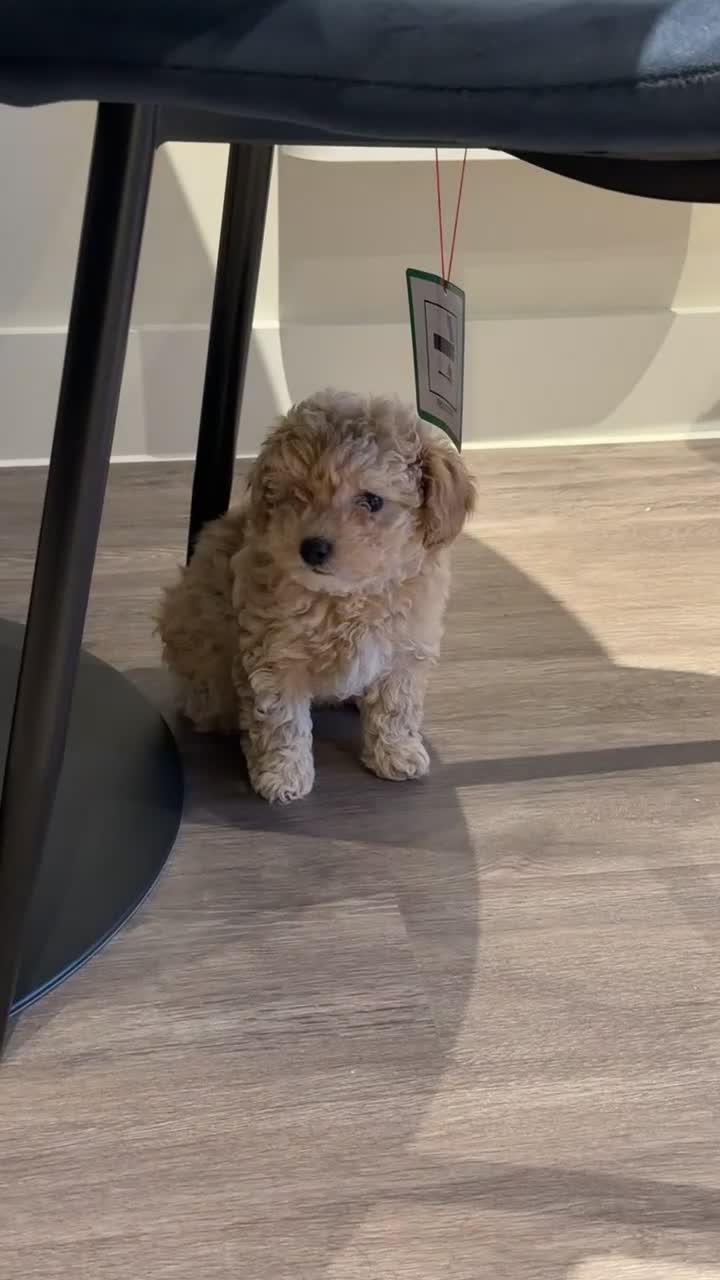 Maltipoo dogs for sale: Teddybear Maltipoo - Video 2