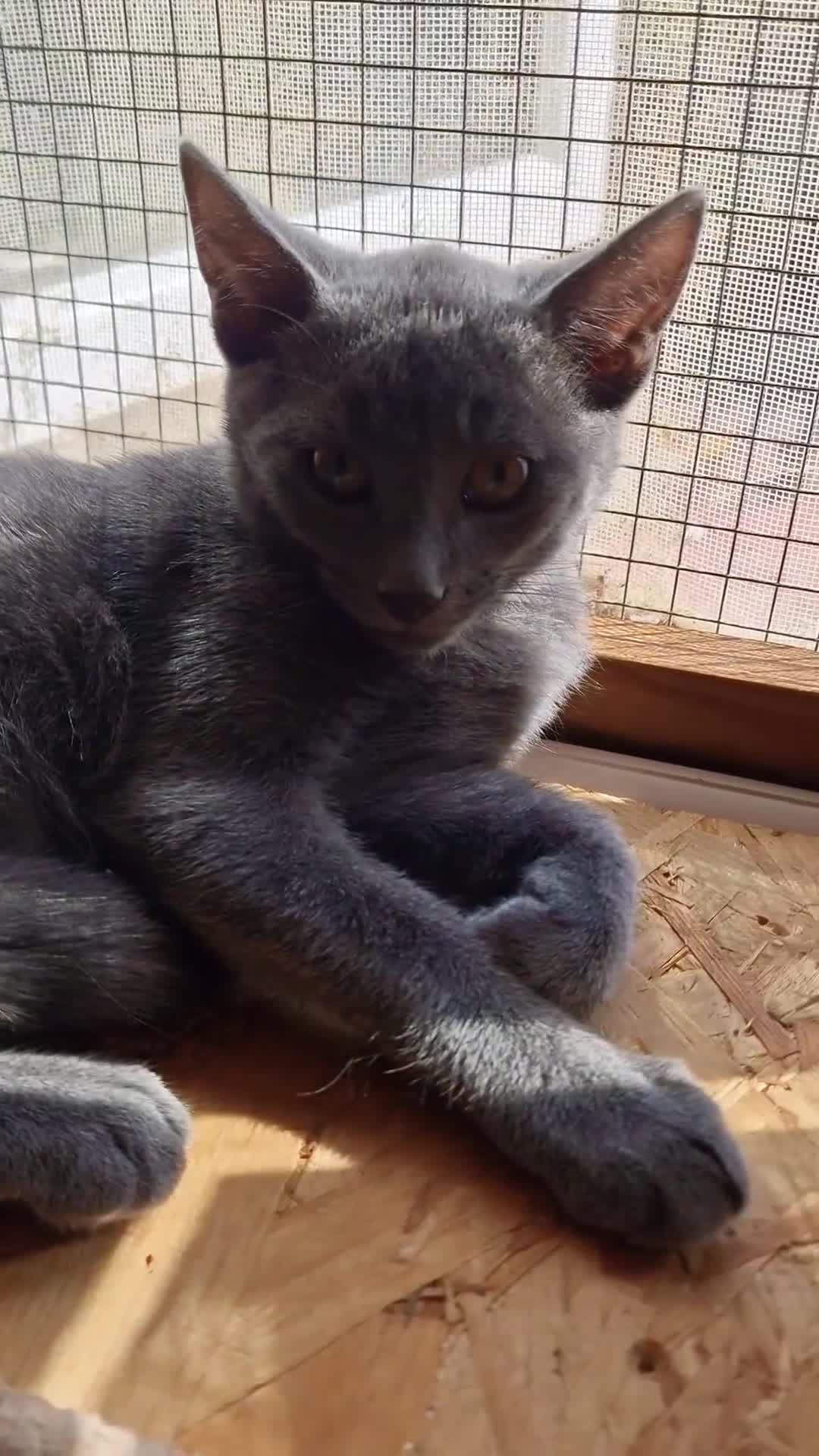Russian Blue cats for sale: Pure Russian Blue Kitten LAST BOY ! - Video 3
