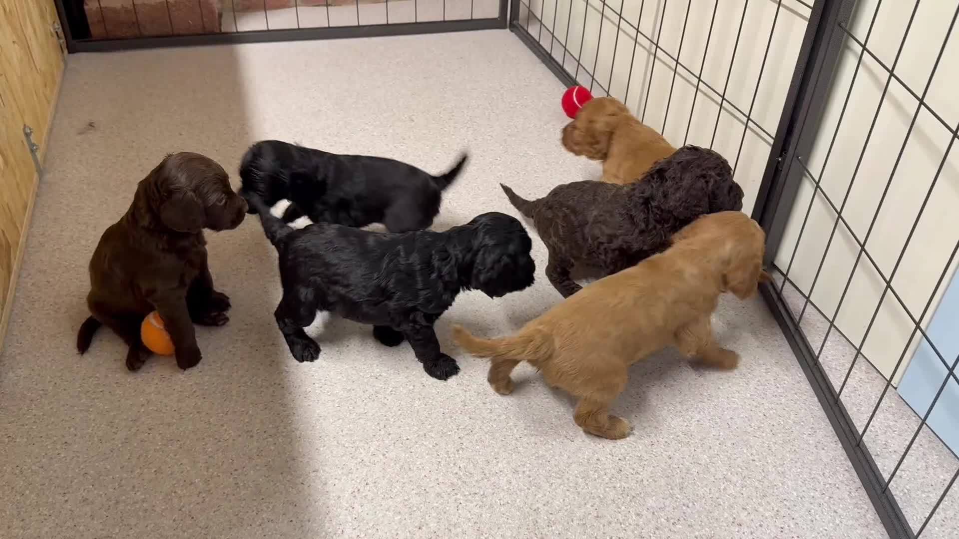 Cockapoo dogs for sale: Stunning Cockapoo Puppies - Only 2 Puppies Left  - Video 1