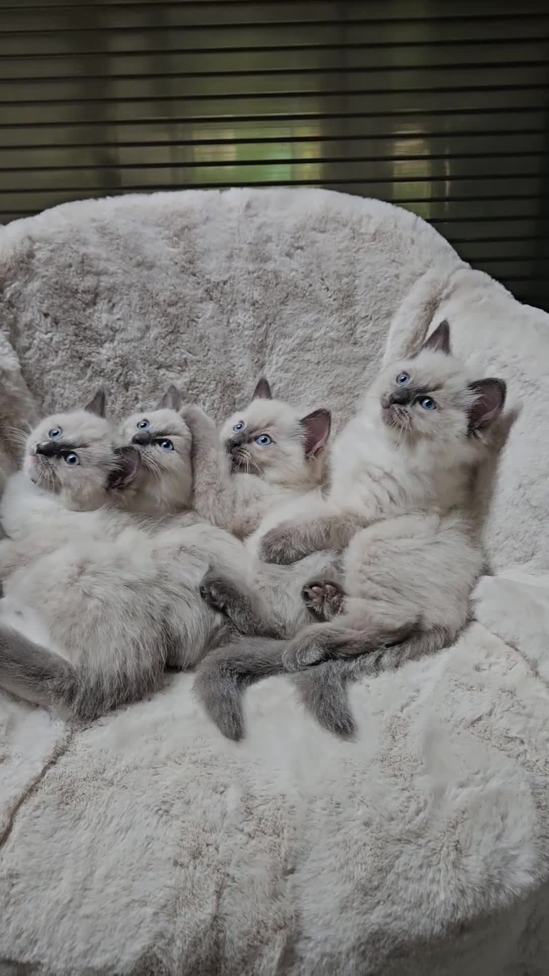 Ragdoll cats for sale: PURE RAGDOLL KITTENS 💜💙💚🤎 - Video 2