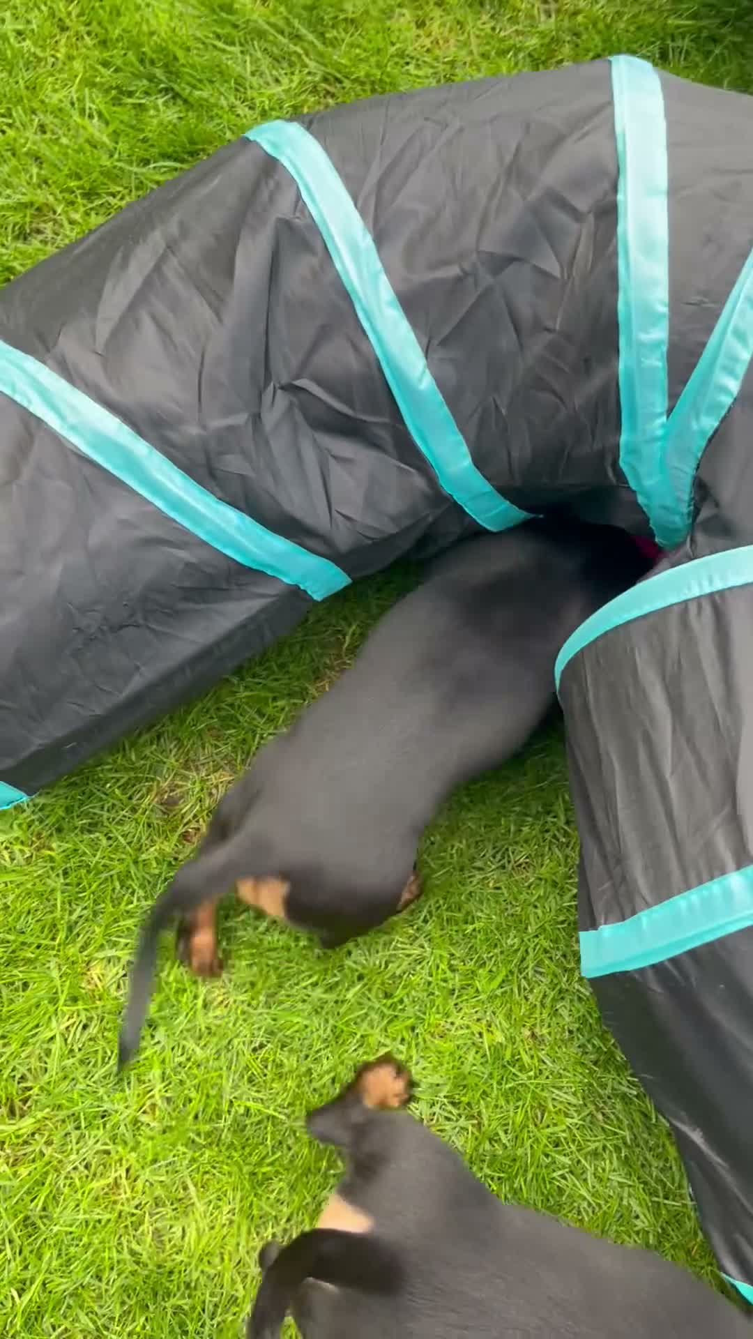Miniature Dachshund dogs for sale: Miniature Dachshund KC Registered Puppies  - Video 2